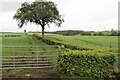 Beech hedge at Yonderton