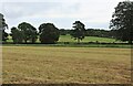 Silage field by Mauchline Burn