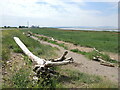 Strewn on Severn Beach