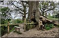 SO7580 : Tree next to the Severn Way by Mat Fascione