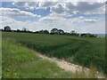 Field of Wheat near Moorgreen