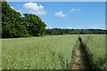 Farmland, Selborne