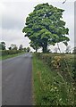 SO5108 : Tree at the western edge of Penallt by Jaggery