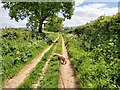 SY0993 : Farm Track in between Hedges by John P Reeves