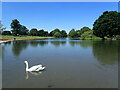 TL1406 : The lake in Verulamium Park by Marathon