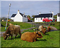 NG7831 : Highland cattle, Duirinish by Ian Taylor