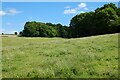 Pasture and woodland, Colemore