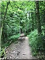 Path in Wyeseal Wood