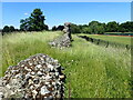 TL1306 : Remains of Roman wall in Verulamium Park by Marathon