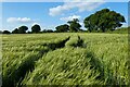 Farmland, Froxfield