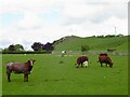 Cows and calves, Pairney