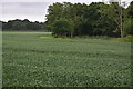 Fields near Guildables Park Farm