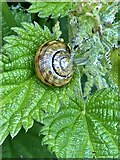 H4772 : Snail on a nettle, Mullaghmore by Kenneth  Allen