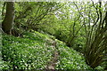 Wild garlic along the Weardale Way