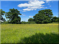 ST6156 : Meadow in the sun by Neville Goodman