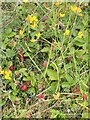 Kidney vetch and wild strawberries