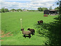TL7199 : Black sheep, Stoke Ferry by Jonathan Thacker