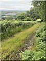 Track towards Mountain Ash