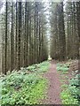 Forest path towards Mynydd Merthyr