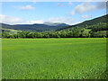 Field in the Strath of Appin