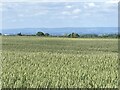 Field of wheat