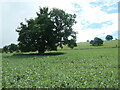 SO4473 : Oak tree in a bean field by Christine Johnstone