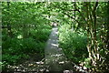 Boardwalk, Nymans Woods