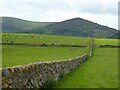 NX9765 : Cattle in stone walled fields by Russel Wills
