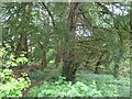 SO4876 : Woodland path, east of St Mary's Church by Christine Johnstone