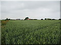 Wheat field near Eleven Greens