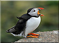 NU2135 : A puffin on Inner Farne by Walter Baxter