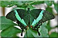 Stratford-Upon-Avon Butterfly Farm: Green Banded Swallowtail 