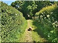 ST0401 : Path between High Hedges by John P Reeves