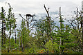 NH5853 : Osprey nest and perching tree by Julian Paren