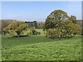 Fields in the Skell valley from Whitcliffe Lane