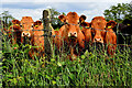 H4974 : Curious cows, Tirquin by Kenneth  Allen