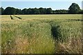 Farmland, Swallowfield