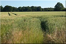SU7363 : Farmland, Swallowfield by Andrew Smith