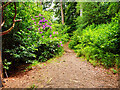 Woodland path near Cawdor Castle