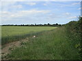 Wheat field near Alford