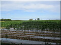 Maize amidst the plastic