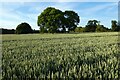 Farmland, Bentworth