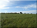 TQ6267 : Grassland near Manor Farm by JThomas