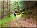 NT2742 : Path to Shieldgreen, Glentress Forest by Jim Barton