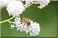 Common Red Soldier Beetle