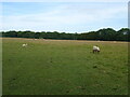 Sheep grazing near Plaxdale Green