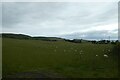 NT9925 : Field of sheep near Coldgate by DS Pugh