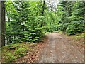 Woodland track, Balmoral