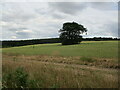 Isolated tree near Sansom Wood