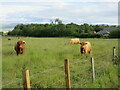 Cattle near Sauchieburn